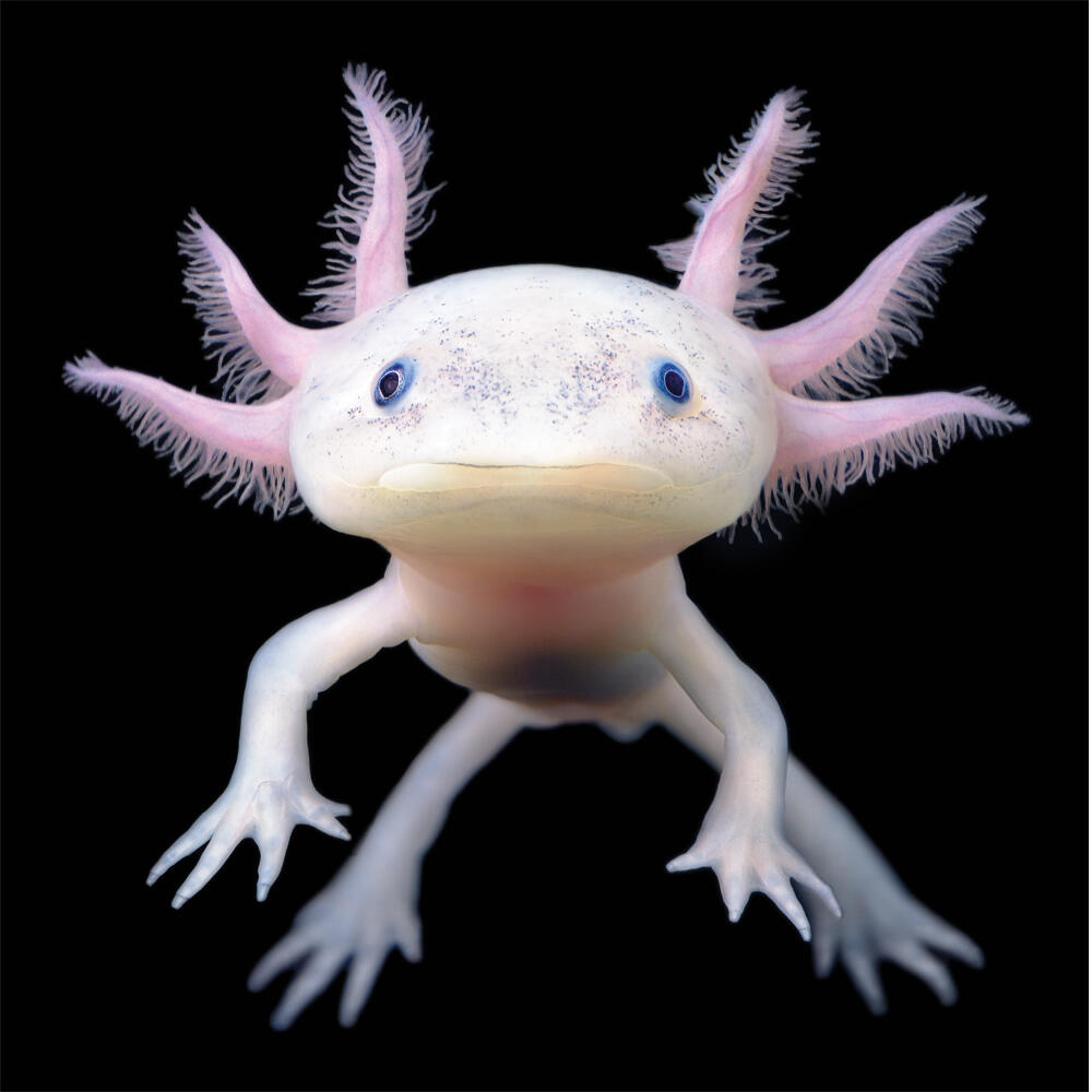 Axolotl's - What are these little cuties!?